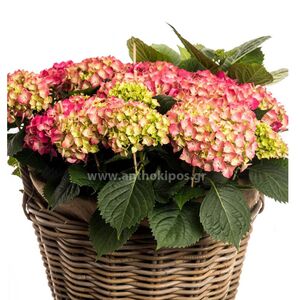Hydrangea plant in basket