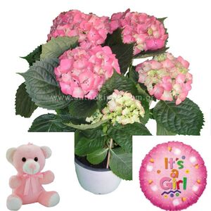 Flower arrangement for newborn baby girl consists of hydrangea plant, teddy bear and balloon