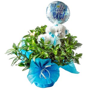 Flower arrangement for newborn baby boy consists of gardenia plant, teddy bear and balloon