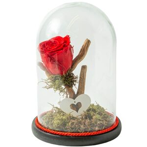 Glass bell with red rose that lives for ever