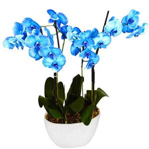 Blue orchids phalaenopsis in a gondola plate