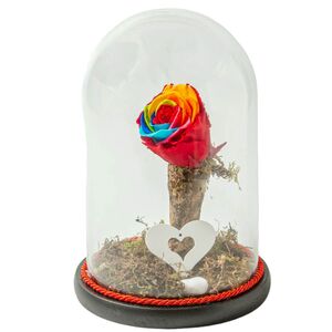 Glass bell with rainbow rose that lives for ever