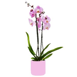 Pink orchid plant for newborn baby girl to Alexandra maternity