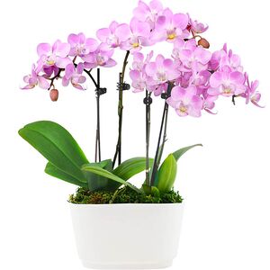 Pink orchids phalaenopsis in a gondola plate