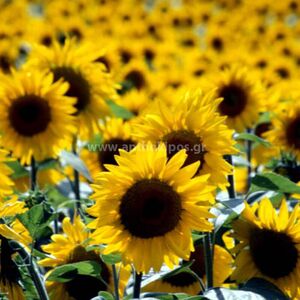 Sunflowers (17pcs.)