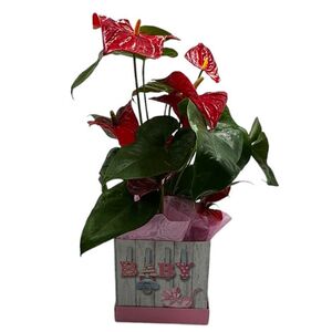 Anthurium plant inside box for the birth of girl