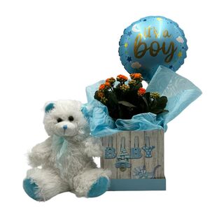 Kalanchoe plant inside box for the birth of boy