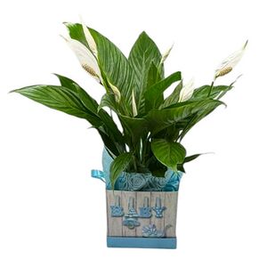 Spathiphyllum inside box for the birth of boy