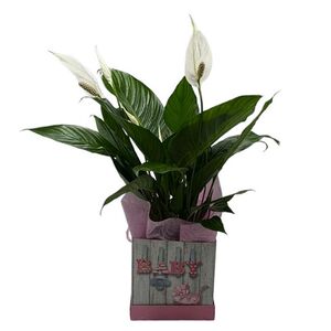 Spathiphyllum inside box for the birth of girl
