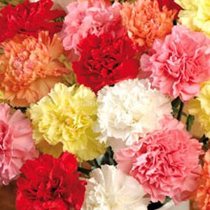 7 Bouquets carnations