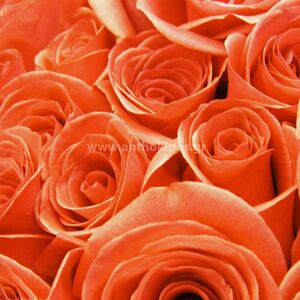 Ανθοδέσμη με πορτοκαλί τριαντάφυλλα (17τεμ.)