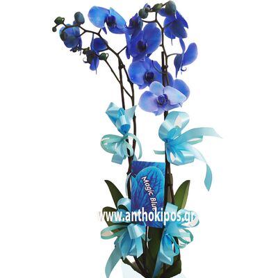 Orchid phalaenopsis blue