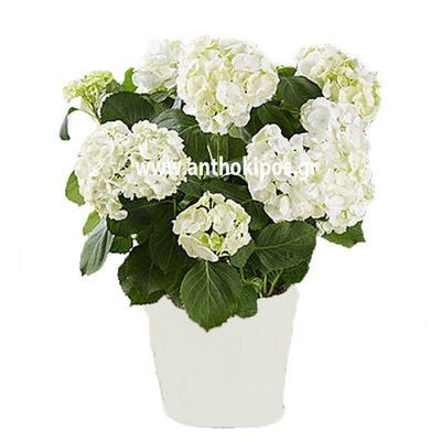 White hydrangea plant