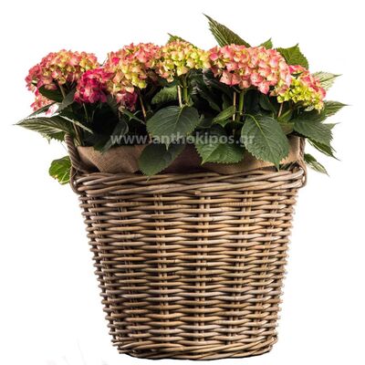 Hydrangea plant in basket