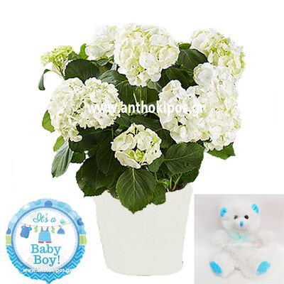 Flower arrangement for newborn baby boy consists of hydrangea plant, teddy bear and balloon