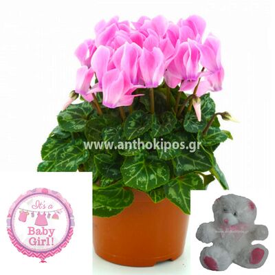 Flower arrangement for newborn baby girl consists of cyclamen plant, teddy bear and a balloon