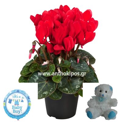 Flower arrangement for newborn baby boy consists of cyclamen plant, teddy bear and a balloon