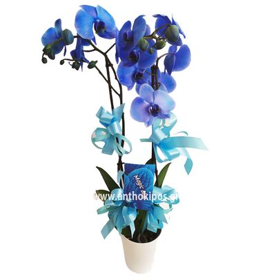 Blue orchid plant for newborn baby boy to Aretaieio maternity