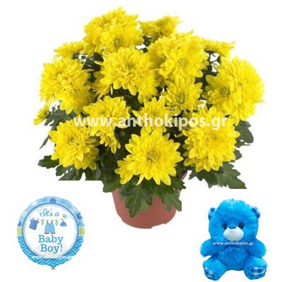 Flower arrangement for newborn baby boy consists of chrysanthemum plant, teddy bear and a balloon