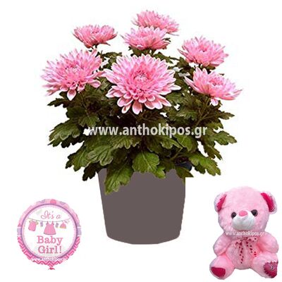 Flower arrangement for newborn baby girl consists of chrysanthemum plant, teddy bear and a balloon