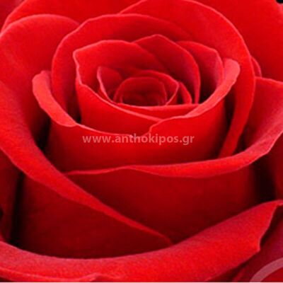 Red Rose Ecuador (1pcs.)