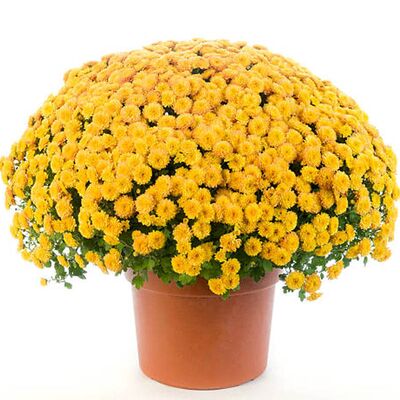 Chrysanthemum plant