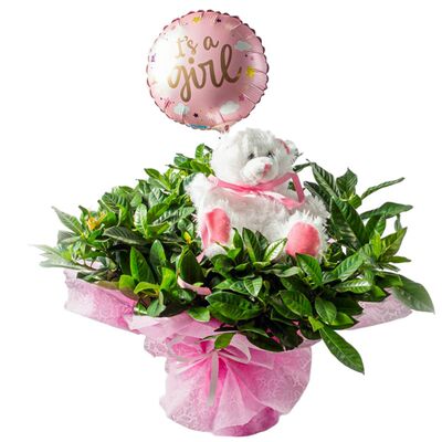 Flower arrangement for newborn baby girl consists of gardenia plant, teddy bear and balloon