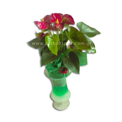 Anthurium plant in glass base