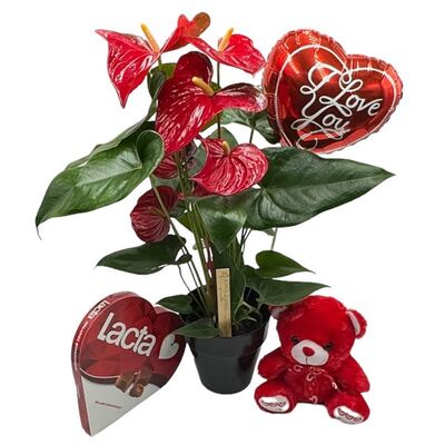Set of love with anthurium plant, balloon, teddy bear and chocolates