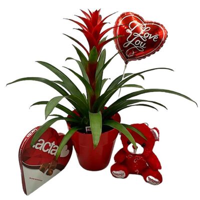 Set of love with big guzmania plant, balloon, teddy bear and chocolates
