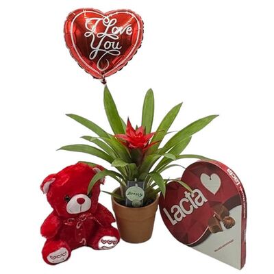 Set of love with small guzmania plant , balloon, teddy bear and chocolates