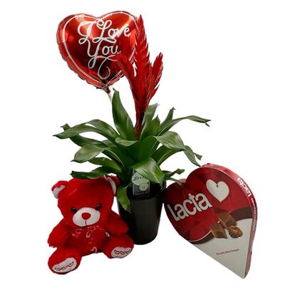 Set with vriesea plant, teddy bear, balloon and chocolates