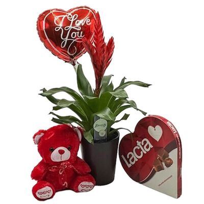 Set with vriesea plant, teddy bear, balloon and chocolates