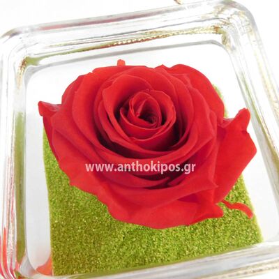 Red rose that live for ever in glass
