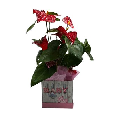 Anthurium plant inside box for the birth of girl