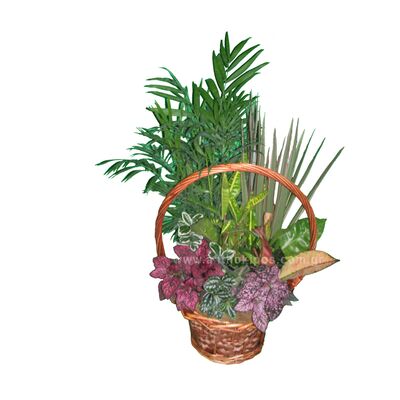 Arrangement with plants in basket