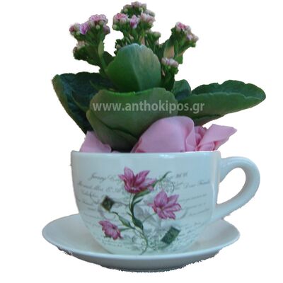 Arrangement with kalachoe plant in cup
