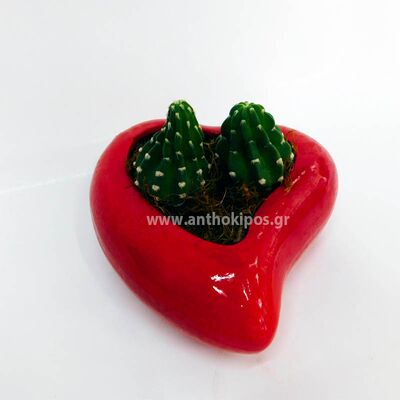 Cactus in heart