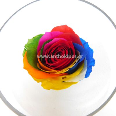 Roses that live for ever - rainbow roses