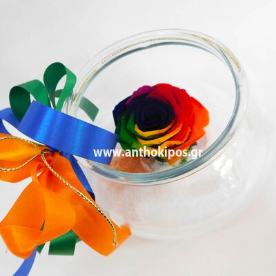 Rainbow rose that live for ever in fish ball