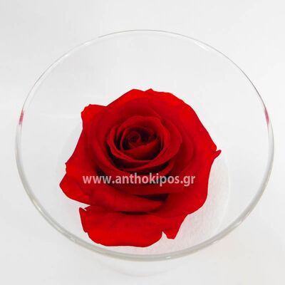Red rose that live for ever in glass