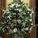 Εσωτερικός Στολισμός Γάμου με εντυπωσιακή σύνθεση με λευκά λουλούδια και μοναδικά φυλλώματα
