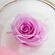 Lilac rose that live for ever in fish ball