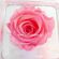 Pink rose that live for ever in glass