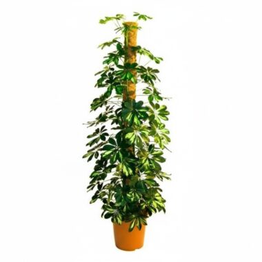 Schefflera plant