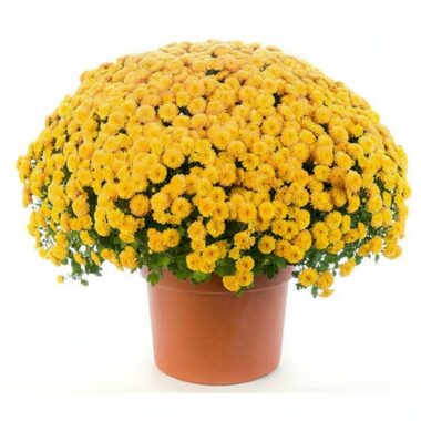 Chrysanthemum plant