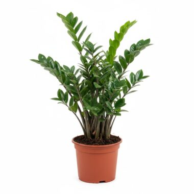 Zamia plant