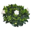 Gardenia plant