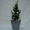 Christmas thuja plant uniquely decorated in silver shades