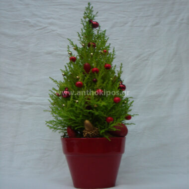 Christmas thuja plant in shades of red